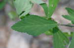 Arrowleaf sida